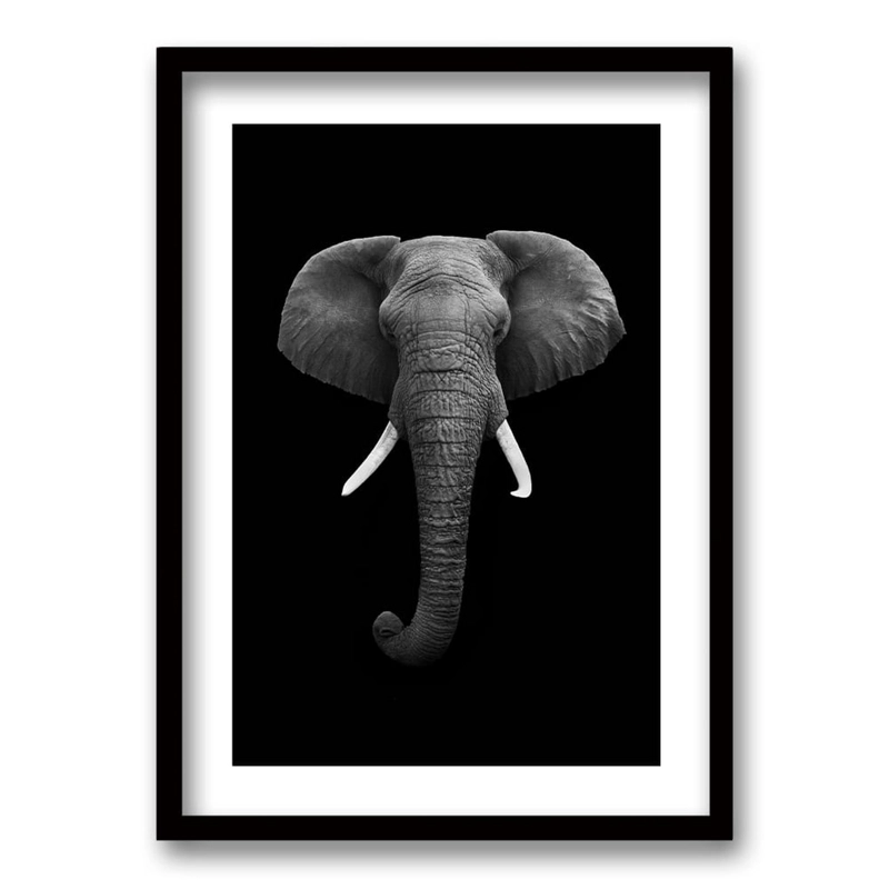 CUADRO ELEPHANT B/N 40X30 CM - 1