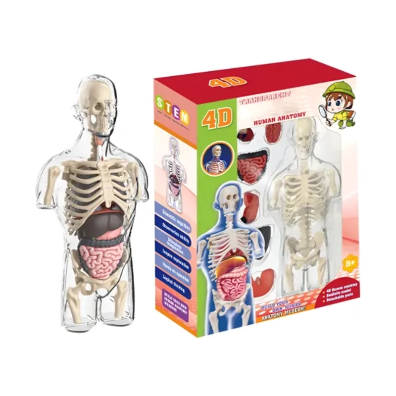 MODELO ANATOMIA HUMANA 4D TORSO TRANSPARENTE - 1