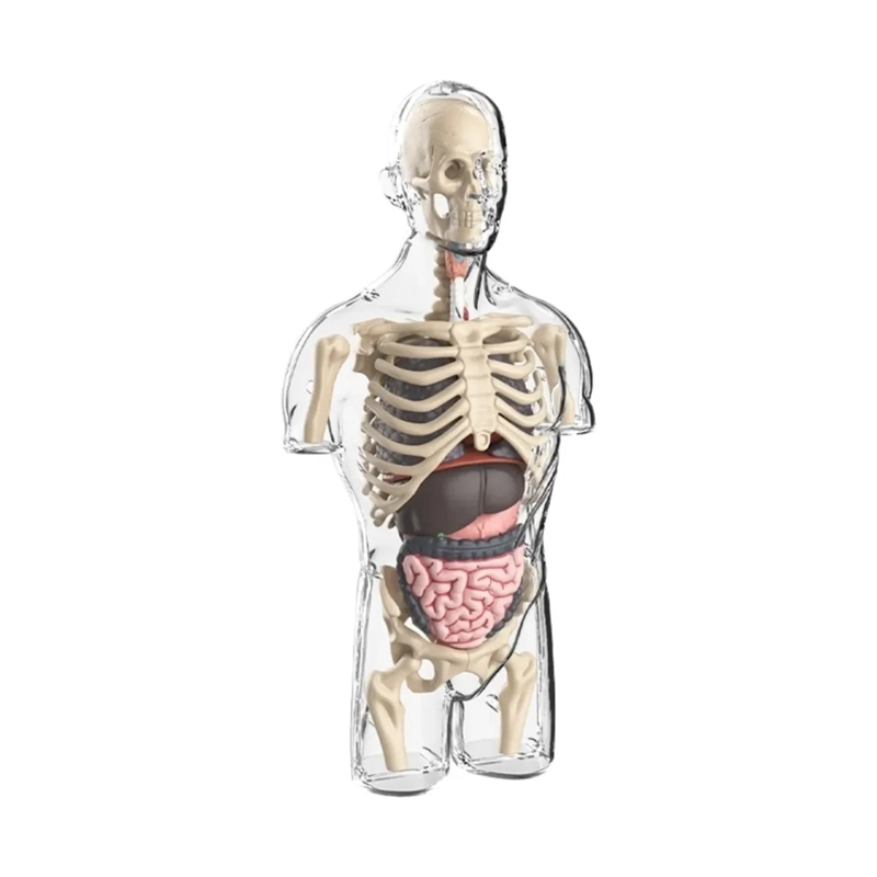 MODELO ANATOMIA HUMANA 4D TORSO TRANSPARENTE - 2