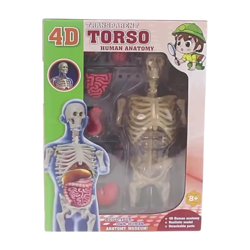 MODELO ANATOMIA HUMANA 4D TORSO TRANSPARENTE - 3
