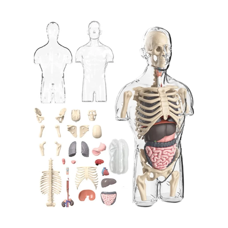 MODELO ANATOMIA HUMANA 4D TORSO TRANSPARENTE - 4