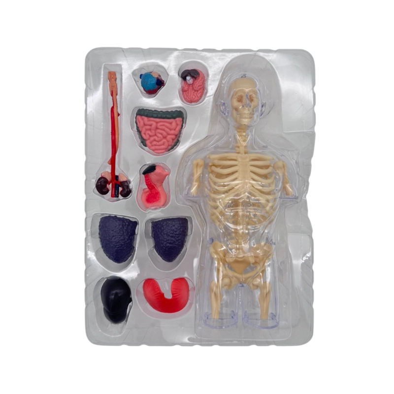 MODELO ANATOMIA HUMANA 4D TORSO TRANSPARENTE - 5