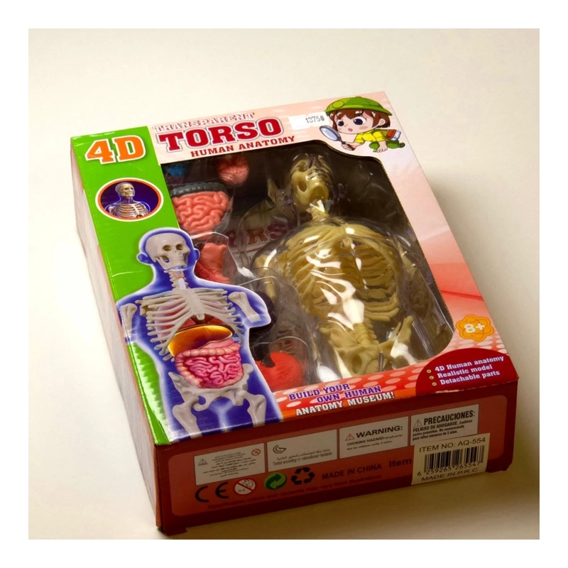 MODELO ANATOMIA HUMANA 4D TORSO TRANSPARENTE - 6