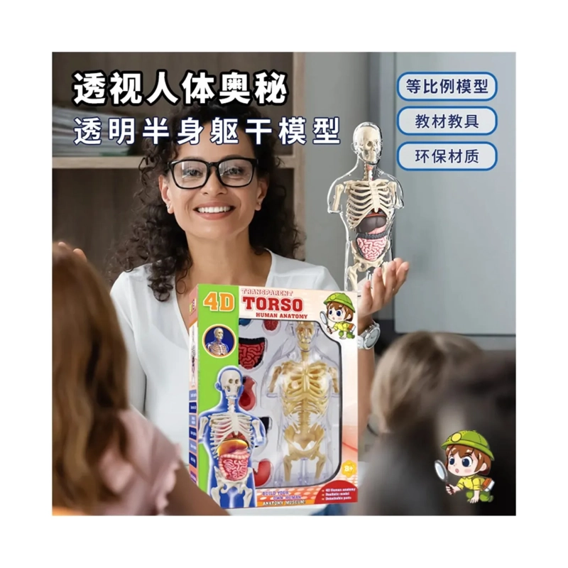 MODELO ANATOMIA HUMANA 4D TORSO TRANSPARENTE - 7