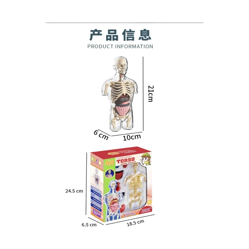 MODELO ANATOMIA HUMANA 4D TORSO TRANSPARENTE - 9