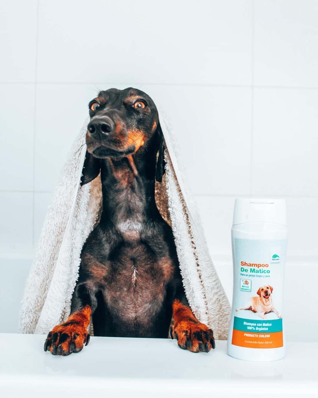 SHAMPOO PERROS GATOS ALLGREEN MASCOTAS MATICO ORGÁNICO 300 ML - 3