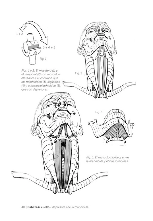 LIBRO ANATOMÍA ARTÍSTICA 5 MICHEL LAURICELLA - 3