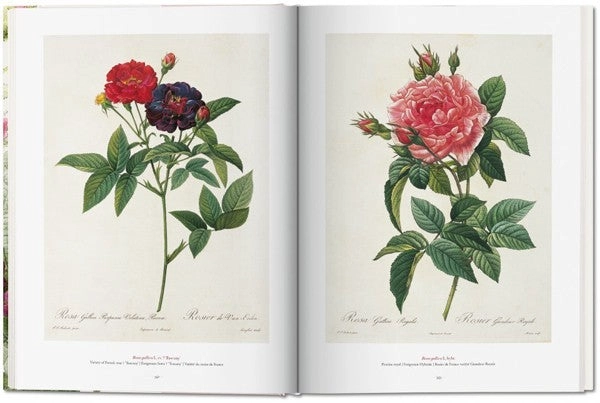 FP - THE BOOK OF FLOWERS - 7