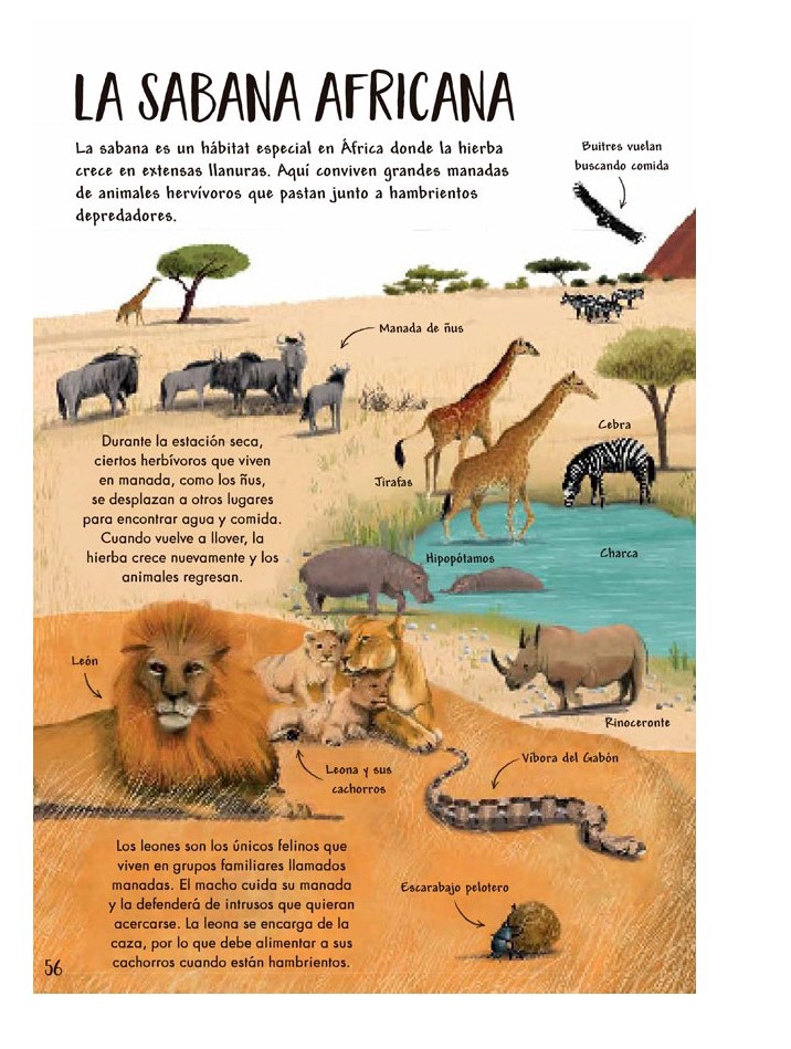LIBRO MI PRIMER LIBRO DE LA NATURALEZA - CAMILLA DE LA BEDOYERE - 3