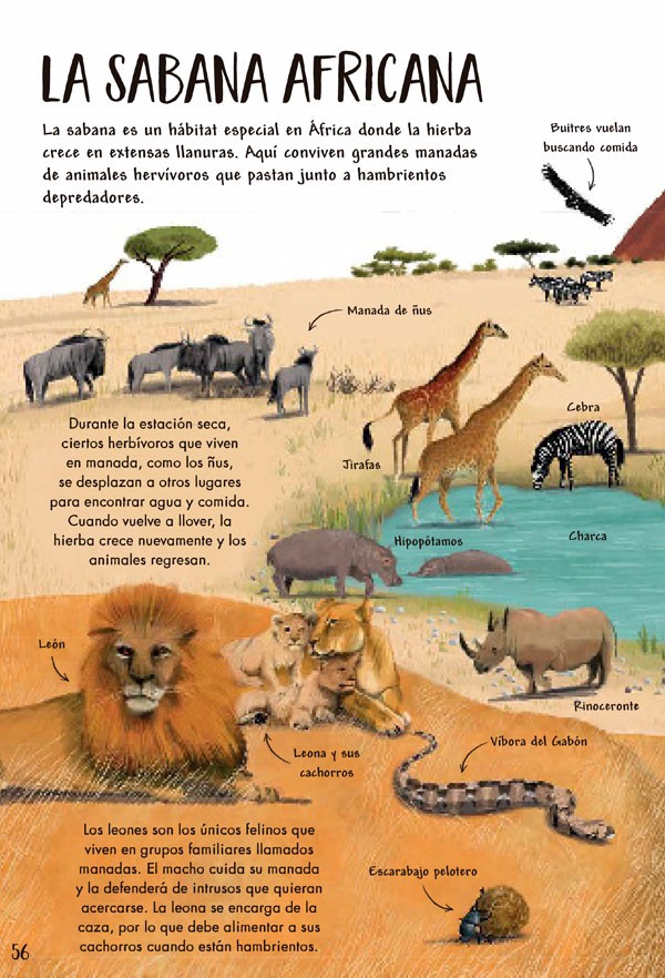LIBRO MI PRIMER LIBRO DE LA NATURALEZA - CAMILLA DE LA BEDOYERE - 7