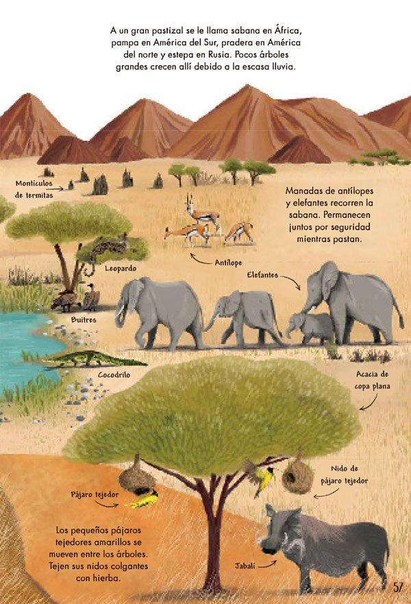 LIBRO MI PRIMER LIBRO DE LA NATURALEZA - CAMILLA DE LA BEDOYERE - 8