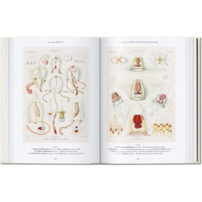 40 - ERNST HAECKEL - 2