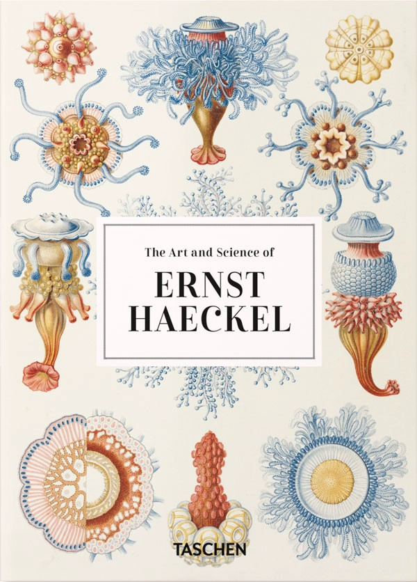 40 - ERNST HAECKEL - 5