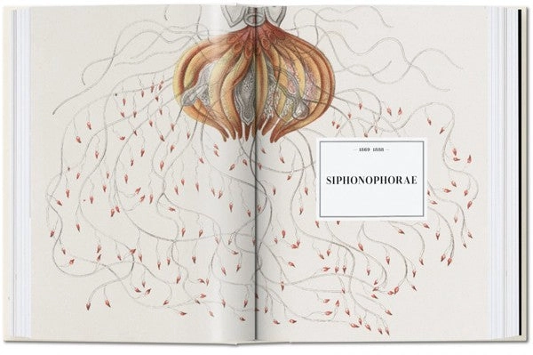 40 - ERNST HAECKEL - 6