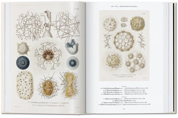 40 - ERNST HAECKEL - 7
