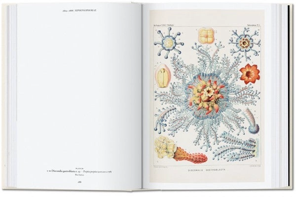 40 - ERNST HAECKEL - 8