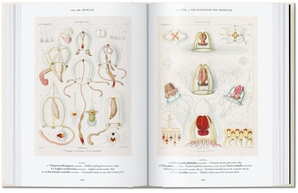 40 - ERNST HAECKEL - 9
