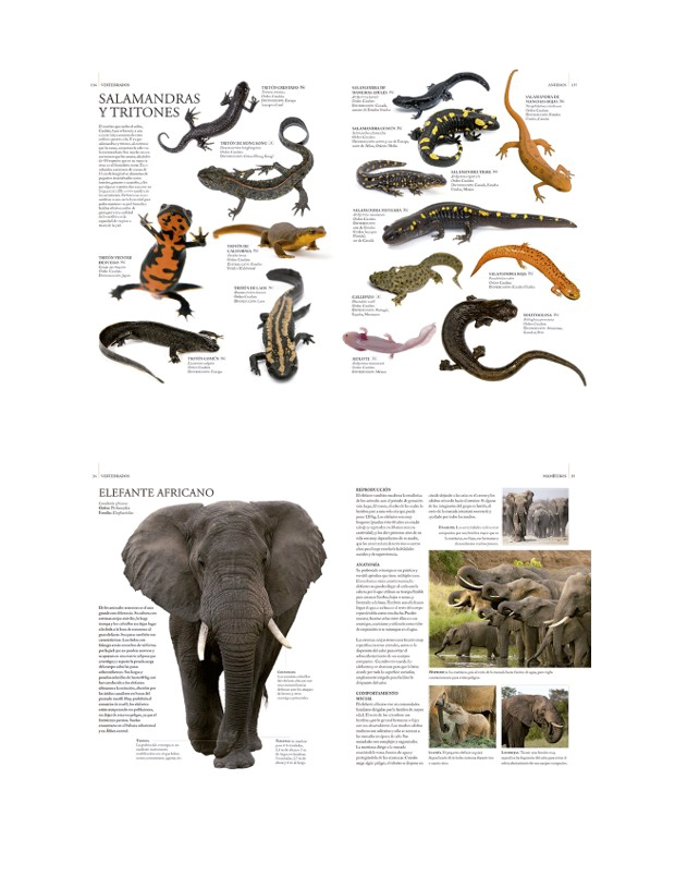 ENCICLOPEDIA ILUSTRADA DEL MUNDO ANIMAL - 3