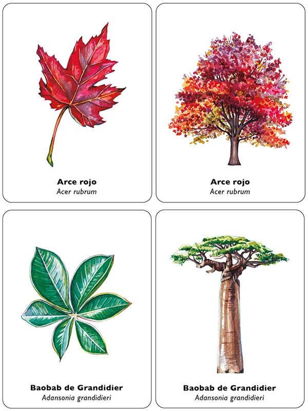 LIBRO JUEGO DE MEMORIA - ENCUENTRA LA HOJA - HOLLY EXLEY - 2