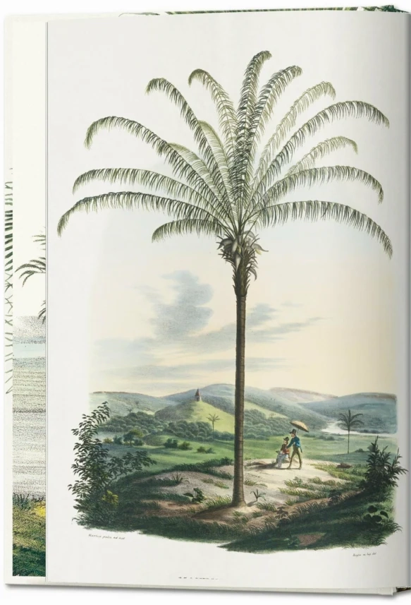 LIBRO 40 - EL LIBRO DE LAS PALMERAS - WALTER LACK COLECCIÓN - 2