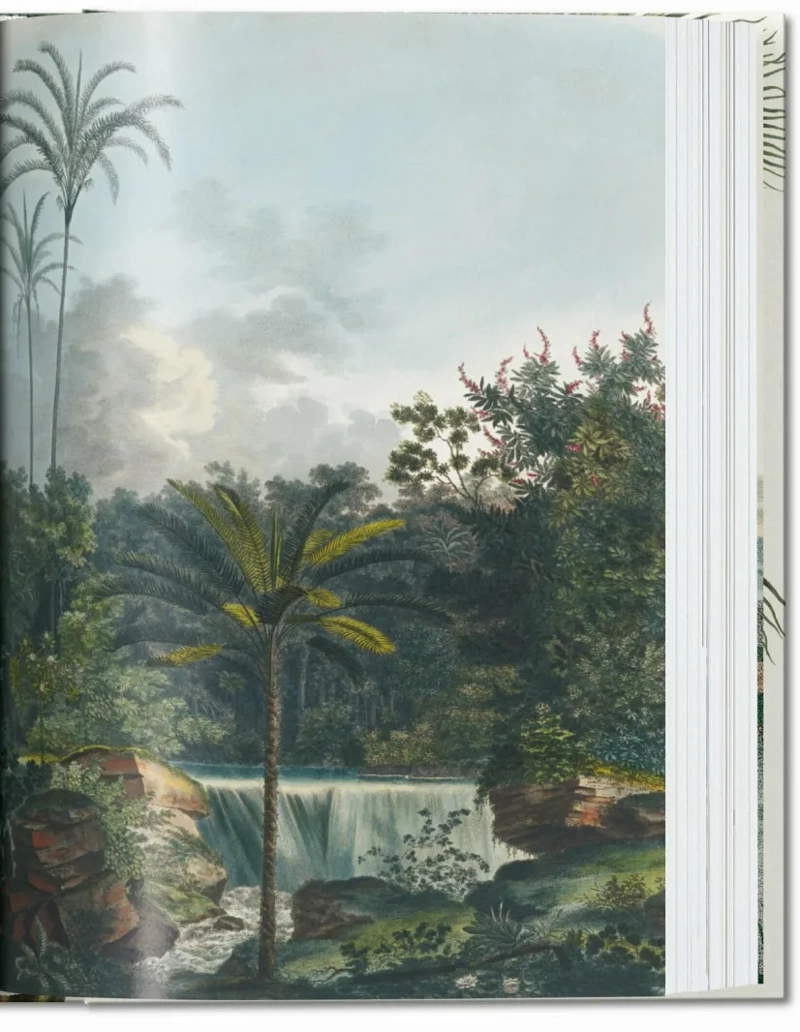 LIBRO 40 - EL LIBRO DE LAS PALMERAS - WALTER LACK COLECCIÓN - 3