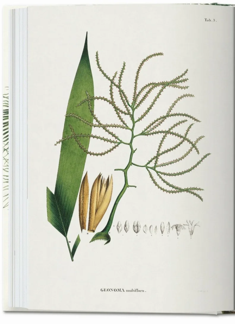 LIBRO 40 - EL LIBRO DE LAS PALMERAS - WALTER LACK COLECCIÓN - 4