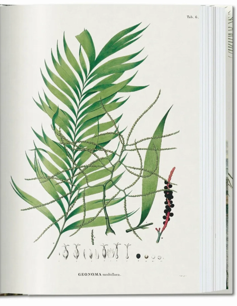 LIBRO 40 - EL LIBRO DE LAS PALMERAS - WALTER LACK COLECCIÓN - 5