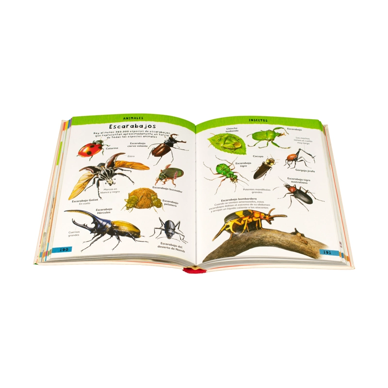 LIBRO DICCIONARIO ILUSTRADO PARA NIÑOS - BELINDA GALLAGHER - 3
