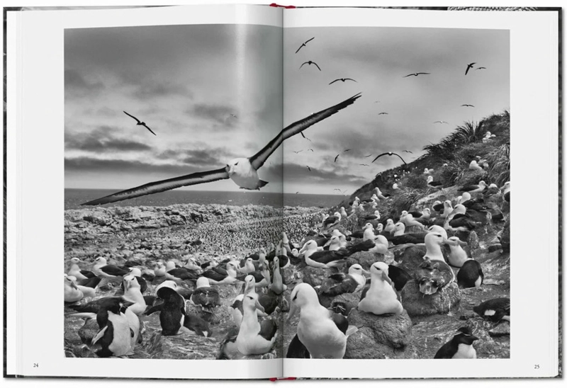 LIBRO SEBASTIAO SALGADO. GENESIS (BOLSILLO) - SEBASTIAN SALGADO - 4