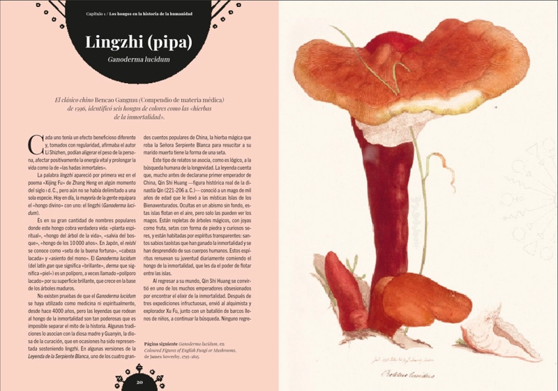 LIBRO MAGIA DE LOS HONGOS - SANDRA LAWRENCE - 3