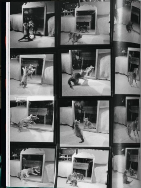 LIBRO WALTER CHANDOHA. CATS. PHOTOGRAPHS 1942–2018 - TASCHEN - SUSAN MICHALS - 2