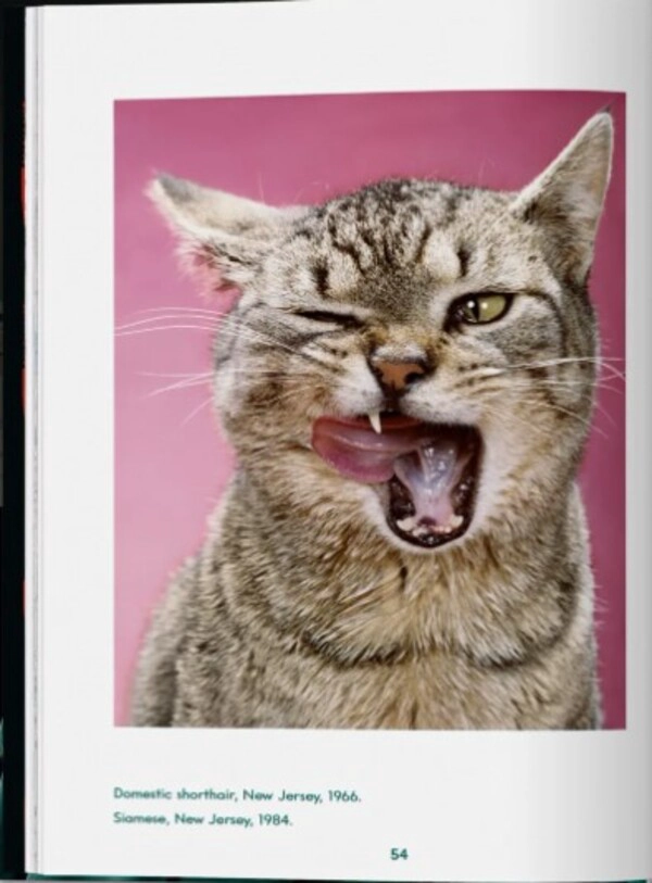 LIBRO WALTER CHANDOHA. CATS. PHOTOGRAPHS 1942–2018 - TASCHEN - SUSAN MICHALS - 4