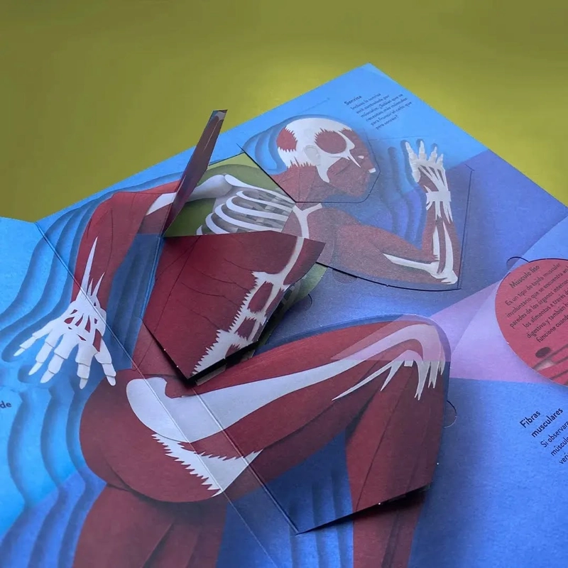 LIBRO UN MUNDO DE PAPEL - EL CUERPO HUMANO - GAIL ARMSTRONG - 5