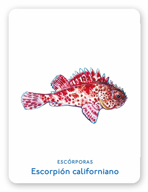 LIBRO UN MAR DE ANIMALES. JUEGO DE MEMORIA - HOLLY EXLEY - 3