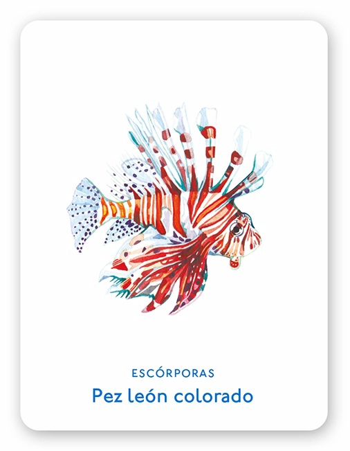 LIBRO UN MAR DE ANIMALES. JUEGO DE MEMORIA - HOLLY EXLEY - 4