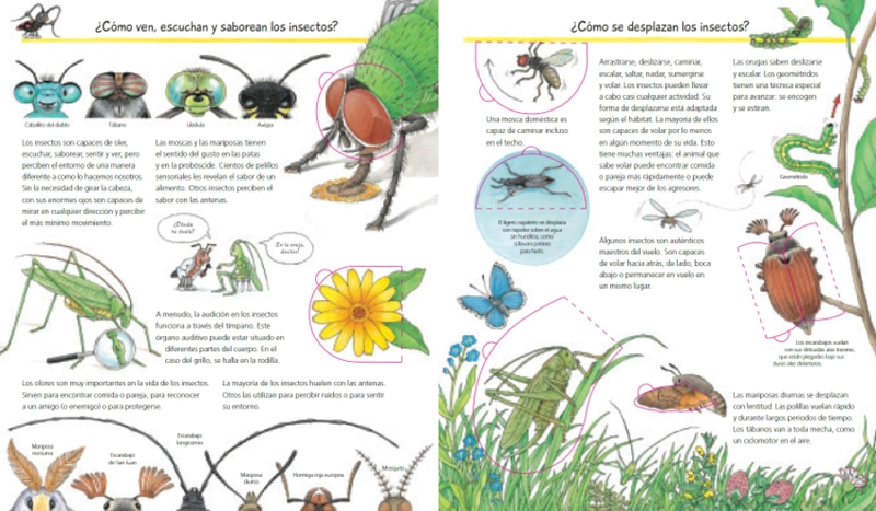 LIBRO DESCUBRIMOS LOS INSECTOS ¿QUÉ? ¿CÓMO? ¿POR QUÉ? - ANGELA WEINHOLD - 2