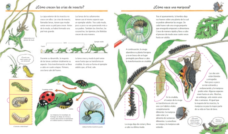 LIBRO DESCUBRIMOS LOS INSECTOS ¿QUÉ? ¿CÓMO? ¿POR QUÉ? - ANGELA WEINHOLD - 3