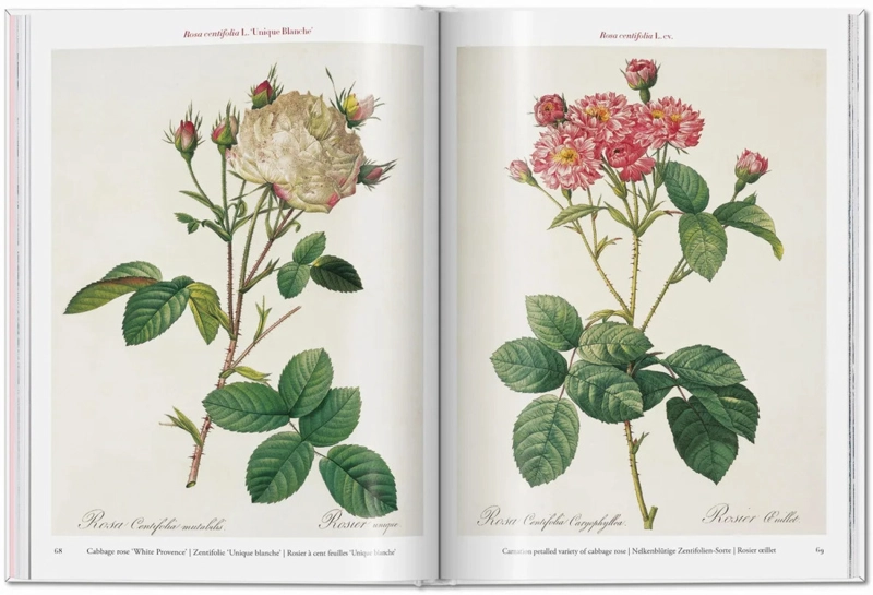 LIBRO ROSES · REDOUTÉ · POCKET BOOK H. WALTER LACK - 3