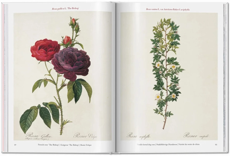 LIBRO ROSES · REDOUTÉ · POCKET BOOK H. WALTER LACK - 4