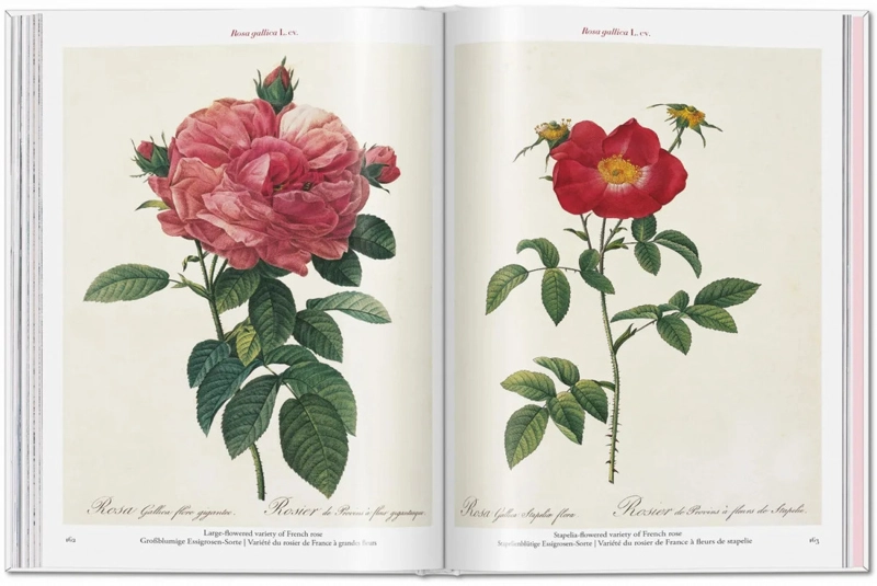 LIBRO ROSES · REDOUTÉ · POCKET BOOK H. WALTER LACK - 5