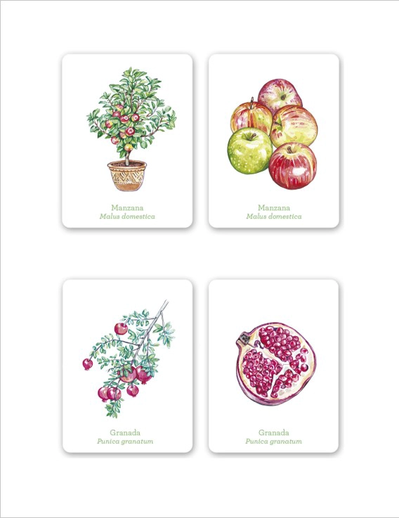 LIBRO UNA PLANTA, UN FRUTO. JUEGO DE MEMORIA - HOLLY EXLEY - 2