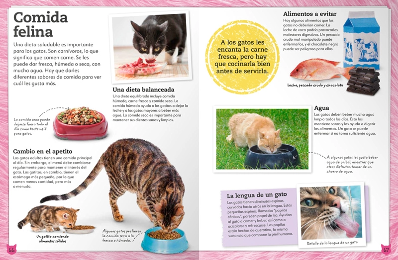 MI LIBRO DE GATOS Y GATITOS - VVAA. - 3