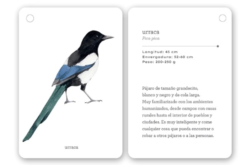 FIJATE: PAJAROS. GUIA PARA INICIAR LA OBSERVACION - 3