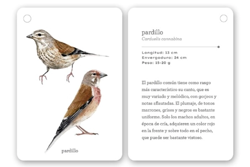 FIJATE: PAJAROS. GUIA PARA INICIAR LA OBSERVACION - 5