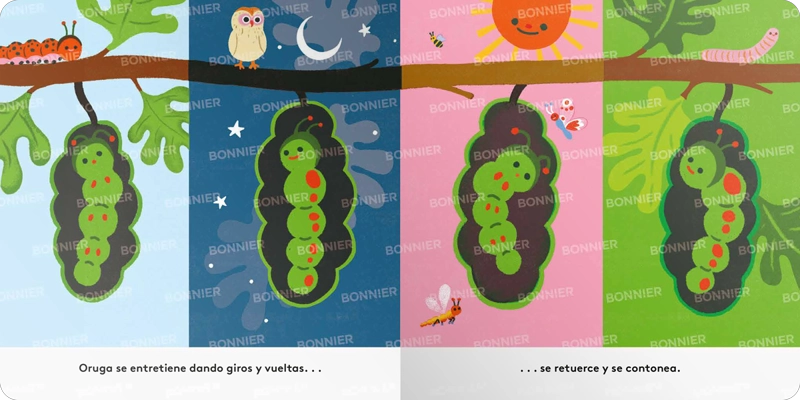PEQUEÑOS CICLOS DE LA VIDA - ORUGA - 4