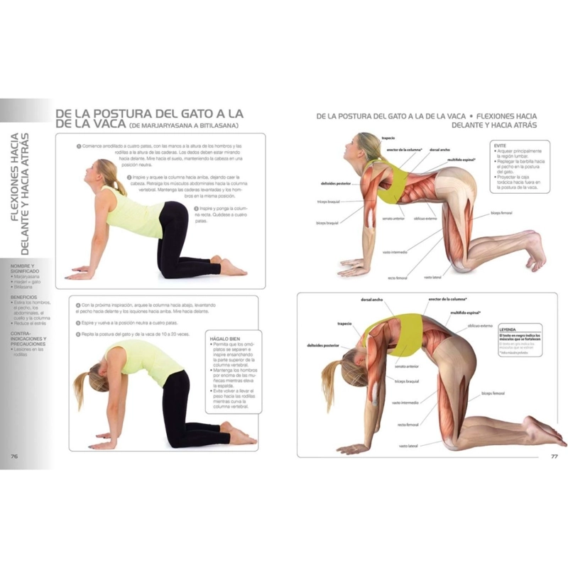 YOGA PARA PRINCIPIANTES - 3