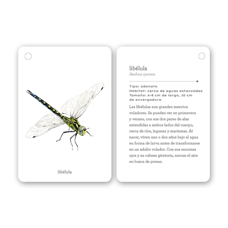 FIJATE: INSECTOS DE EDITORIAL MTM - 3