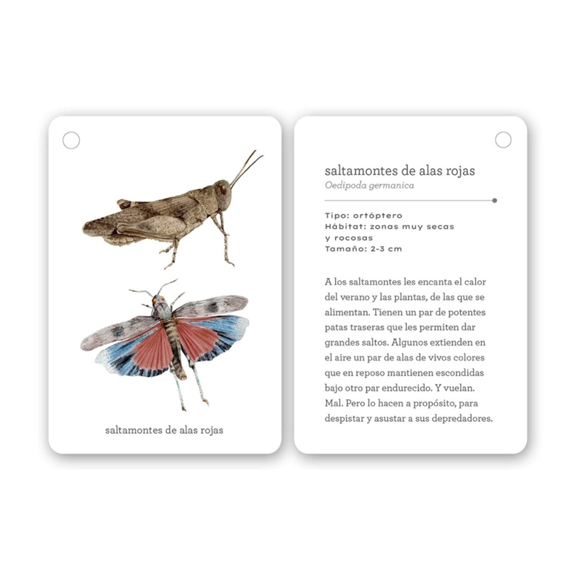 FIJATE: INSECTOS DE EDITORIAL MTM - 4