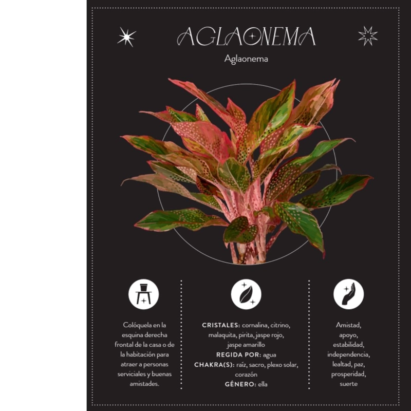 LA MAGIA DE LAS PLANTAS - 3