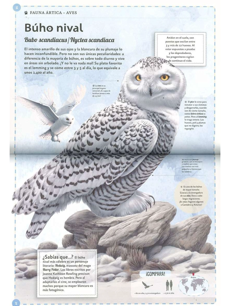 EL MAGNIFICO LIBRO DE LOS ANIMALES POLARES - 3